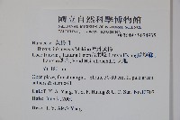 琉球黃楊藏品圖，第5張