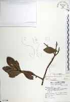 樹杞藏品圖，第1張