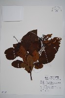 厚殼樹藏品圖，第1張