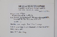 厚殼樹藏品圖，第2張