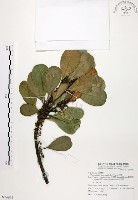 山欖、樹青藏品圖，第1張