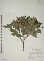 賽赤楠藏品圖，第1張