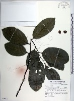 黃心柿藏品圖，第1張