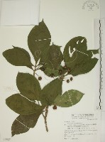 貝木藏品圖，第1張