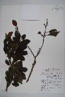 鐵冬青藏品圖，第1張