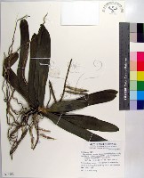 管唇蘭、蘭嶼管唇蘭、紅頭蘭藏品圖，第1張