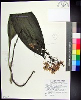 白鶴蘭藏品圖，第1張