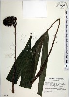 船子草、船仔草藏品圖，第1張