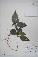 直立半插花藏品圖，第1張