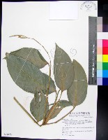 蘭嶼竹芋藏品圖，第1張