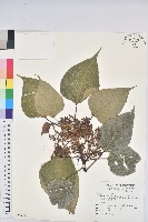 紅肉橙蘭、華血桐藏品圖，第1張