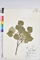 圓葉血桐藏品圖，第1張