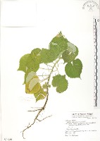 幾內冬葵子，幾內亞磨盤草藏品圖，第1張