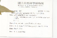 大花咸豐草藏品圖，第2張