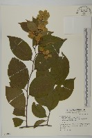 雷公藤藏品圖，第1張