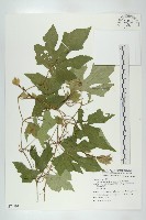 槭葉括摟藏品圖，第1張