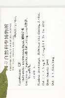 槭葉括摟藏品圖，第2張