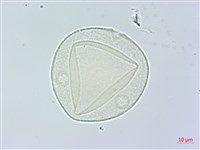 槭葉括摟藏品圖，第2張