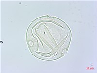 槭葉括摟藏品圖，第3張