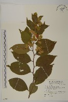 一枝香藏品圖，第1張