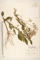 一枝香藏品圖，第3張