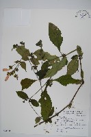 臺灣馬藍藏品圖，第1張