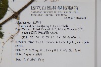 臺灣馬藍藏品圖，第2張