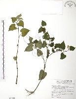 臭腥草、蕺菜藏品圖，第1張