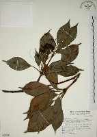 昆欄樹藏品圖，第1張