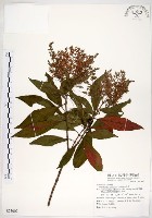 水金京藏品圖，第1張