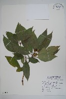 臺灣樹參藏品圖，第1張