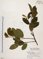 鼠刺藏品圖，第1張