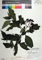 台北玉葉金花藏品圖，第1張