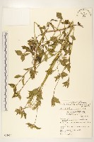 貓腥草藏品圖，第1張