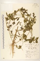 貓腥草藏品圖，第1張