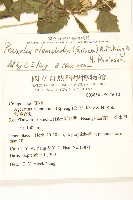 貓腥草藏品圖，第2張