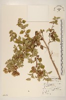 小舌菊、蔓綿菜藏品圖，第1張