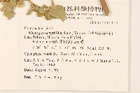 小舌菊、蔓綿菜藏品圖，第2張