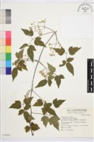 串鼻龍藏品圖，第1張