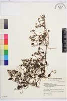威靈仙藏品圖，第1張