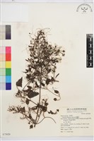 威靈仙藏品圖，第1張