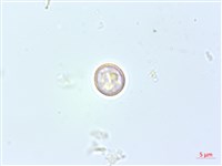 花點草藏品圖，第2張