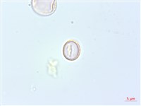 花點草藏品圖，第3張