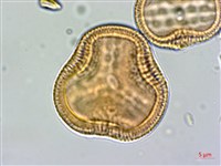 爵床藏品圖，第2張