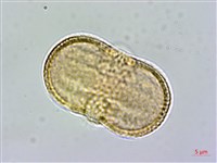 爵床藏品圖，第3張