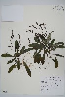 哈哼花藏品圖，第1張