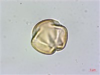 哈哼花藏品圖，第2張