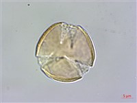 哈哼花藏品圖，第3張