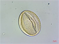 哈哼花藏品圖，第4張