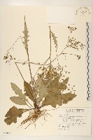 刀傷草藏品圖，第1張